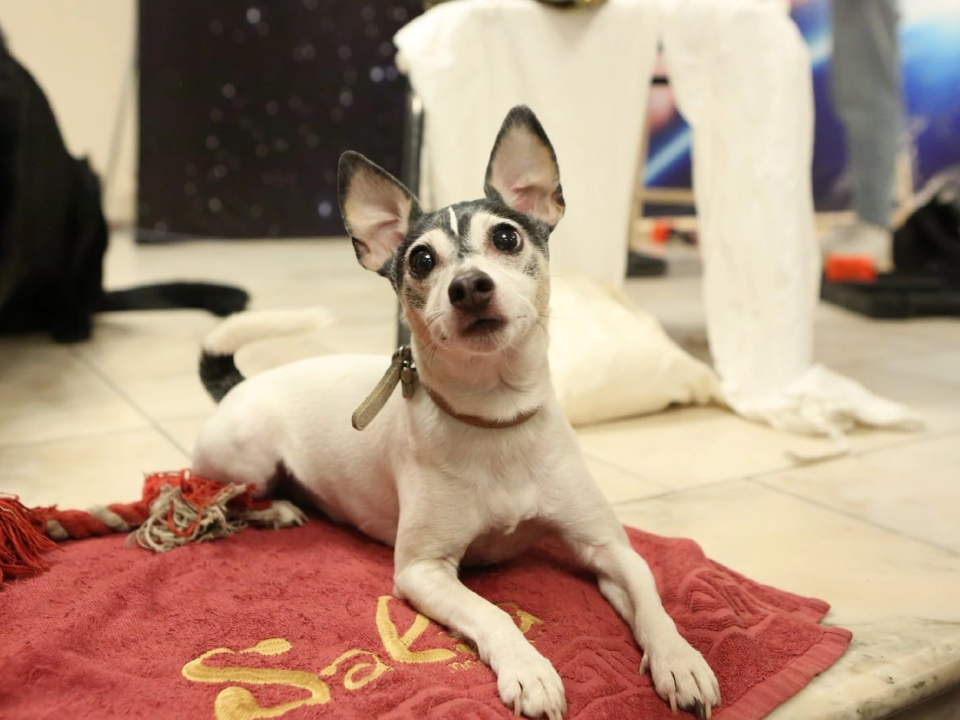 Главный ветинспектор Подмосковья объяснил, зачем регистрировать собак