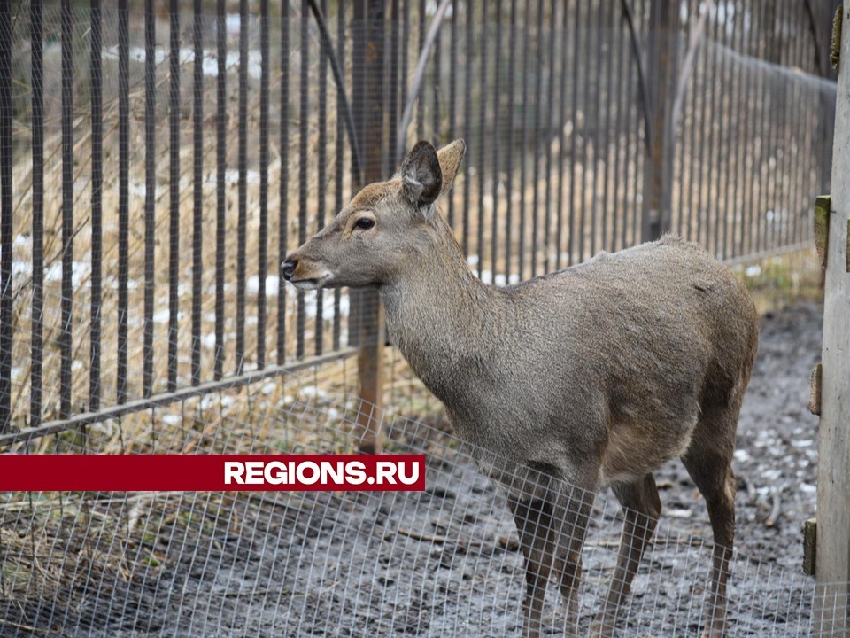 Олени и кролики в парке Лотошина вышли из зимних жилищ и готовятся к весне