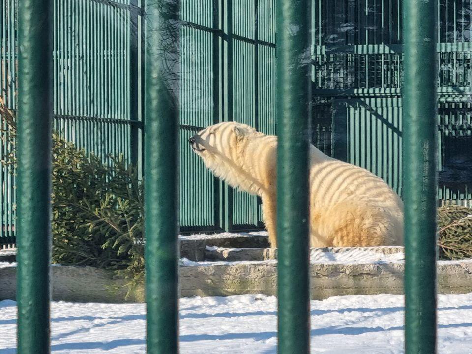 Жители Волоколамска съездили в гости к белому медведю и дальневосточному леопарду