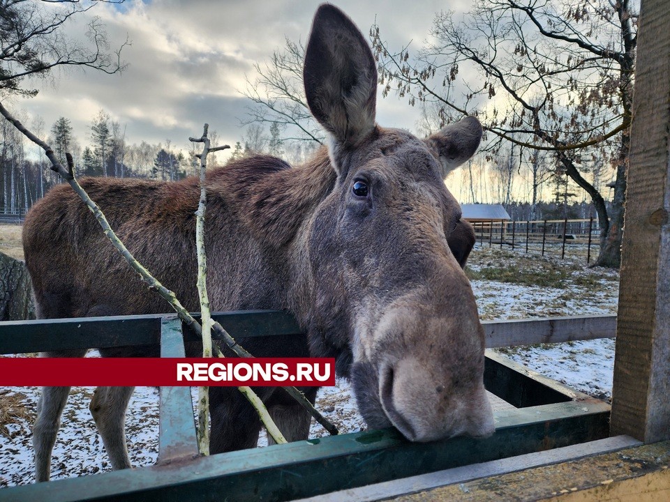 Сохатый Леха обрел дом в национальном парке «Лосиный остров»