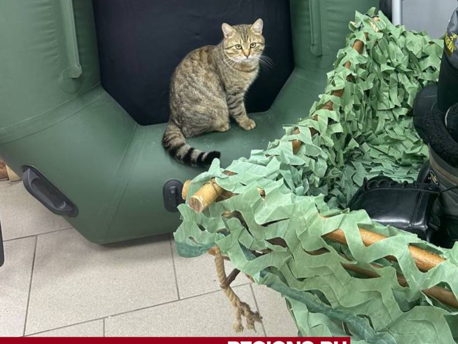 Жители Шаховской могут бесплатно привить от бешенства своих питомцев