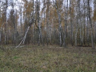 Памятник природы «Баулинский лес» получил дополнительную защиту