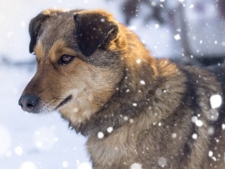 Житель Одинцова выгуливает собаку на козырьке подъезда