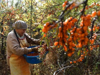 Листья облепихи и рябины черноплодной хотят включить в фармакопею РФ