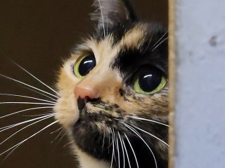 В звенигородскую поликлинику за справкой от психиатра пришел кот