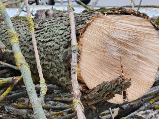 В Маришкино уберут упавшее на проезжую часть дерево