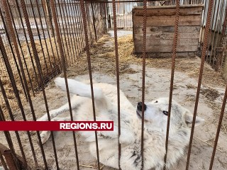 Волки с непростой судьбой живут в приюте для диких животных в Шатуре