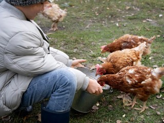 Землю — крестьянам: как в Зарайске купить участок для разведения курочек