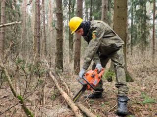 В лесу Климовска по просьбе жителей очистили от валежника места для прогулок