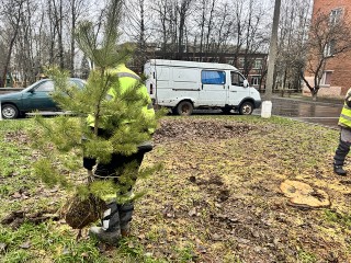 На Академической и Клары Цеткин высадят молодые деревья