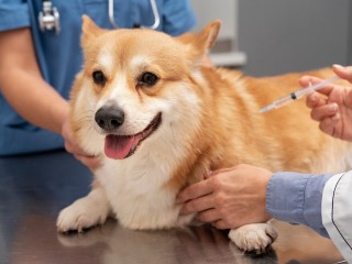 Где сделать прививку животным в Ногинске, и какие вакцины существуют