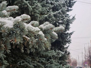 В Протвине в выходные ожидаются ночные заморозки