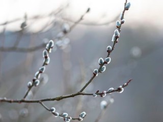 В Звенигороде заметили распустившуюся вербу