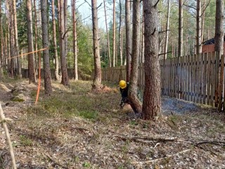 В Подмосковье ликвидировали более 400 деревьев, грозивших рухнуть