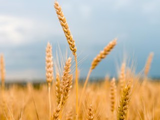 Предпринимателей Подмосковья пригласили на онлайн-семинар по органической продукции