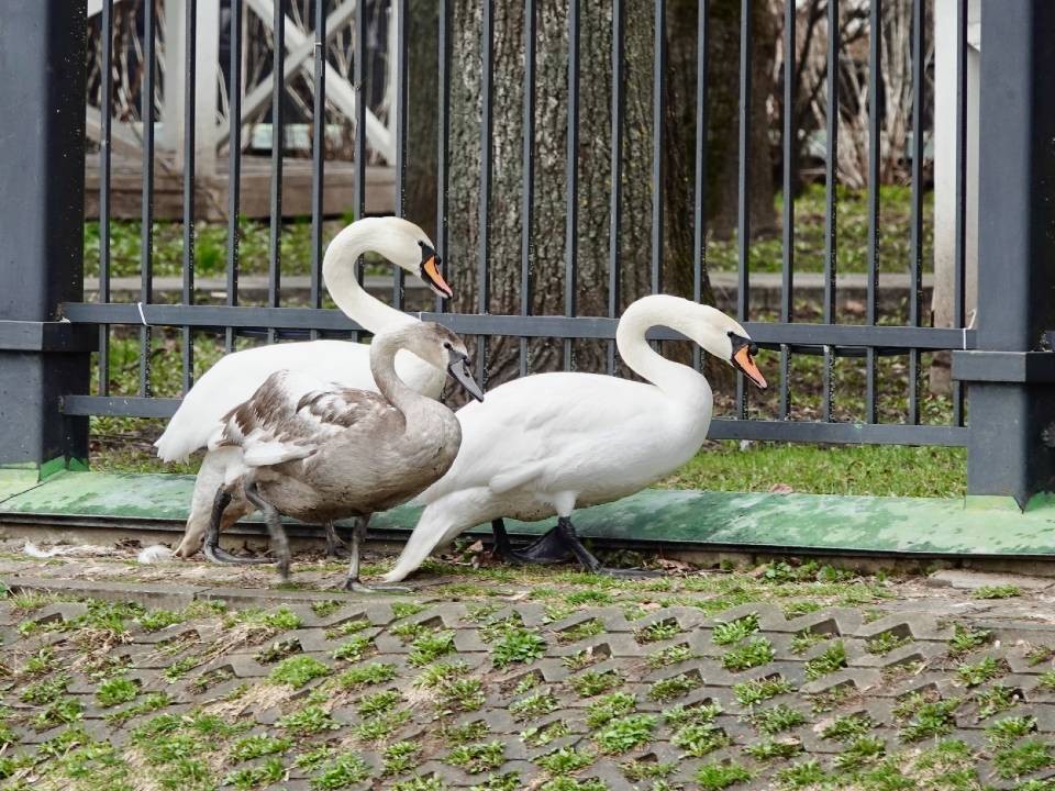 Белые лебеди вернулись после зимовки на Белый пруд в Сергиевом Посаде