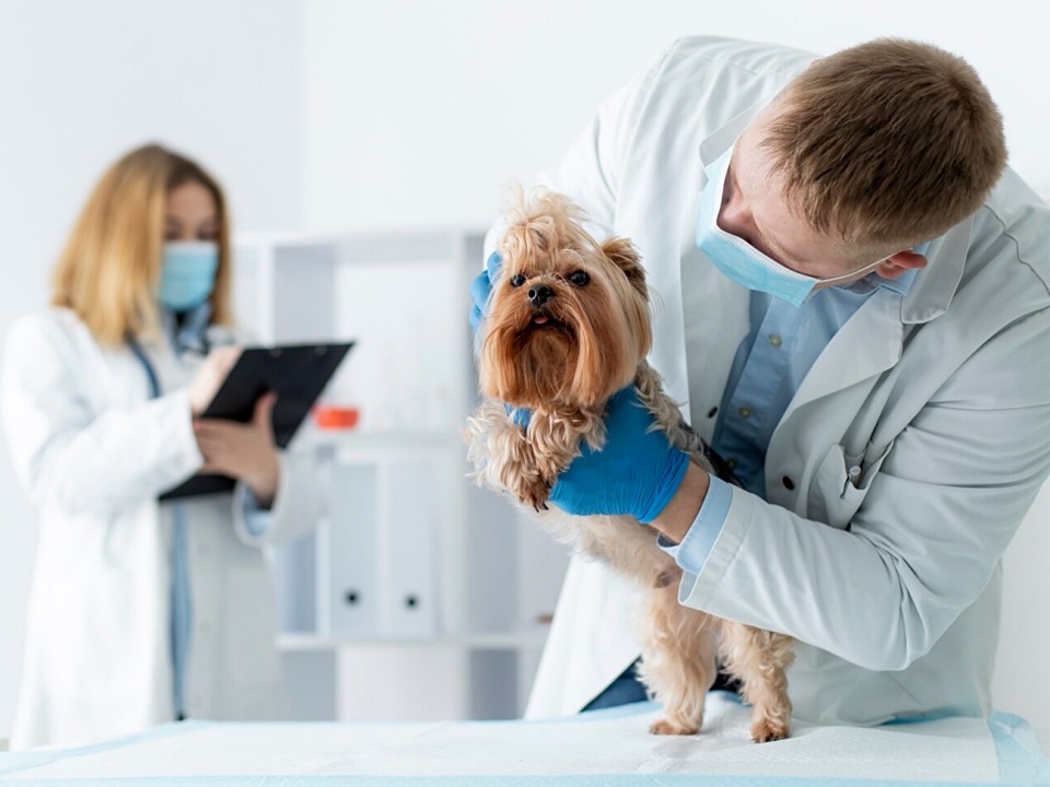 В Лотошине началась бесплатная вакцинация животных от бешенства