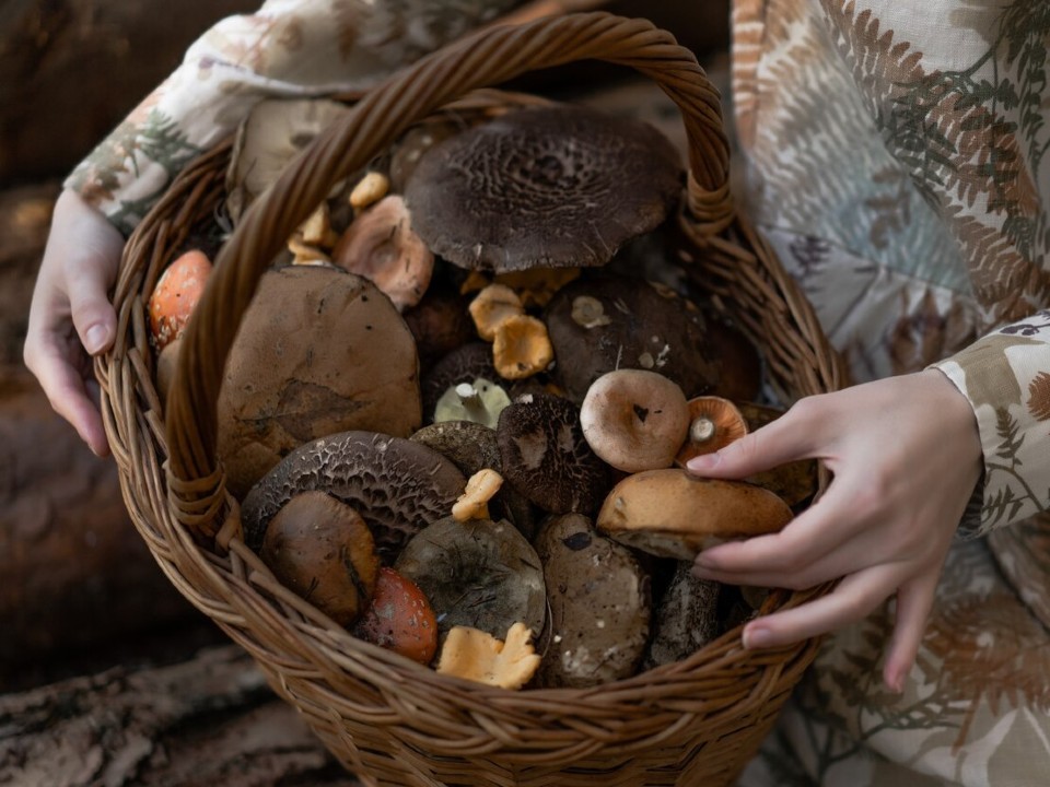 В лесах Клина грибники собирают строчки