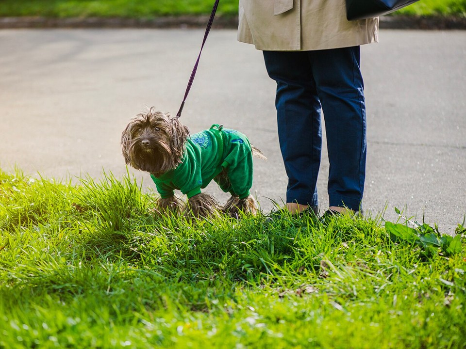 Оригинальные таблички с правилами выгула собак заметили в Химках