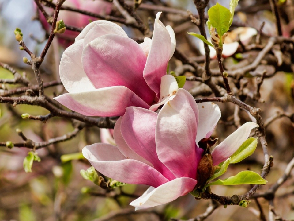 Весна в Бронницах: достигнут очередной погодный рекорд