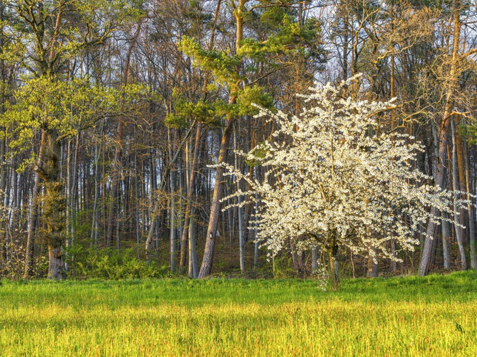 Поделиться красотой весеннего леса и получить приз предлагают жителям Электрогорска