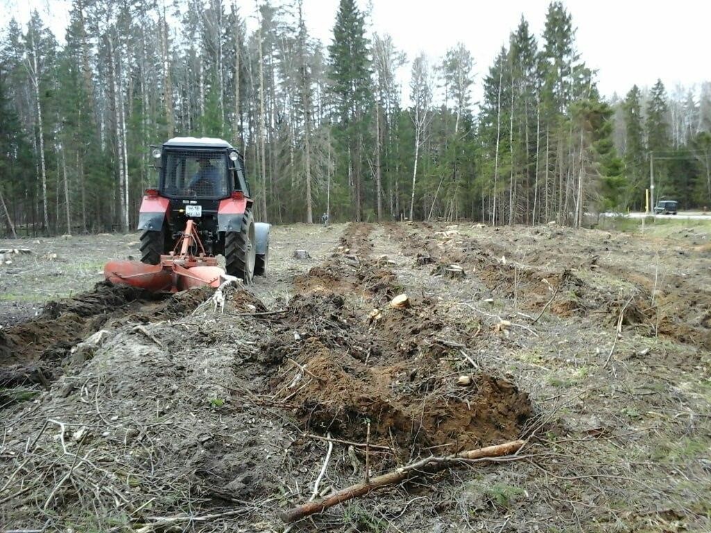 Санитарные рубки проведут в лесах Истринского района