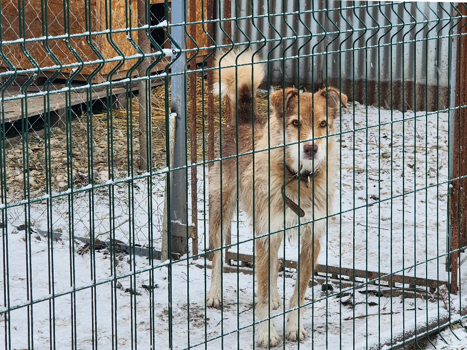 В Протвине стартовала акция помощи бездомным животным