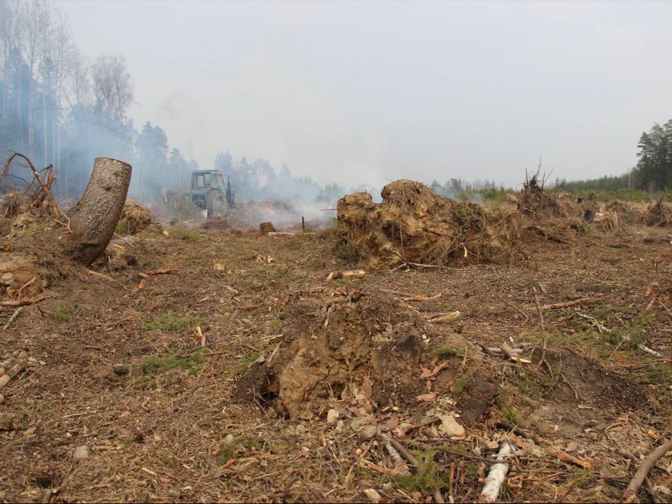 Лесничие объяснили, зачем на месте вырубленного леса развели костры