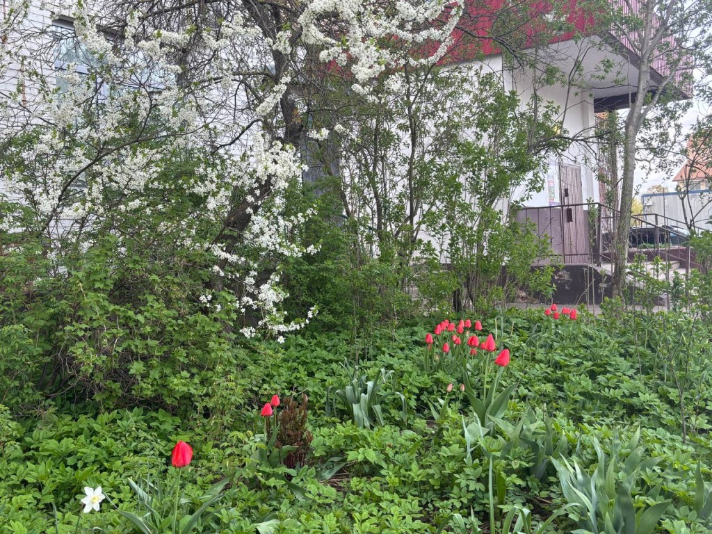 На клумбах Солнечногорска распустились тысячи цветов