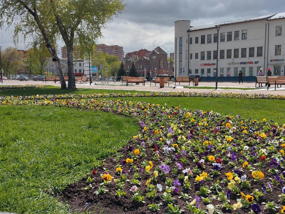 На площади Ленина в Щелкове высадили тысячи саженцев виол