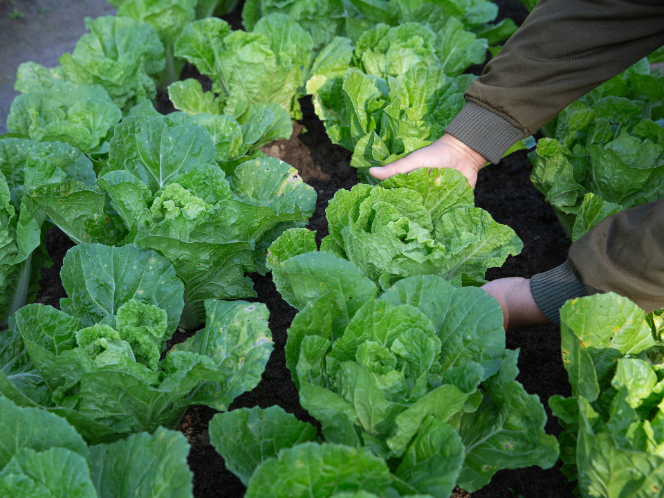 Проверенный временем график посадок: 29 апреля — старт для огурцов и капусты
