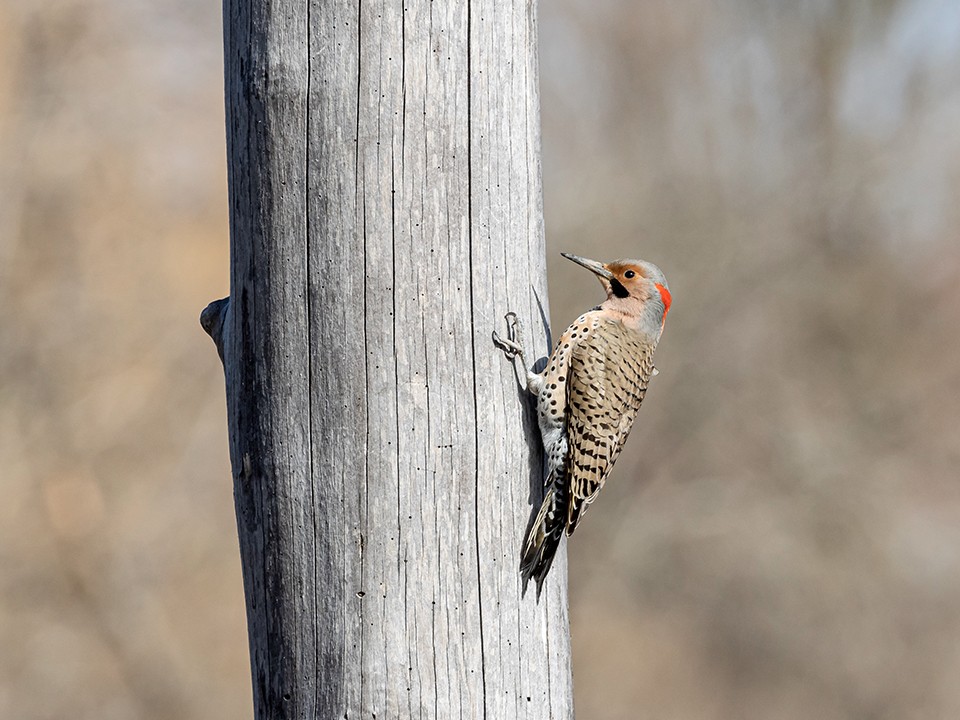 Мытищинцы застукали дятла за порчей городского имущества
