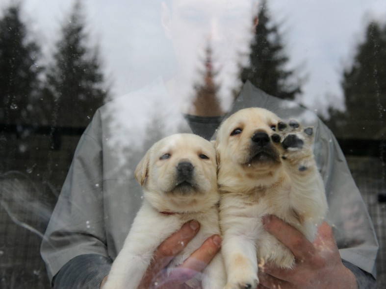 Жителей Подмосковья взволновали вопросы чипирования собак