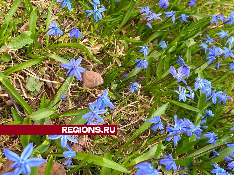 В Домодедове расцвели синие подснежники: где полюбоваться весенними цветами