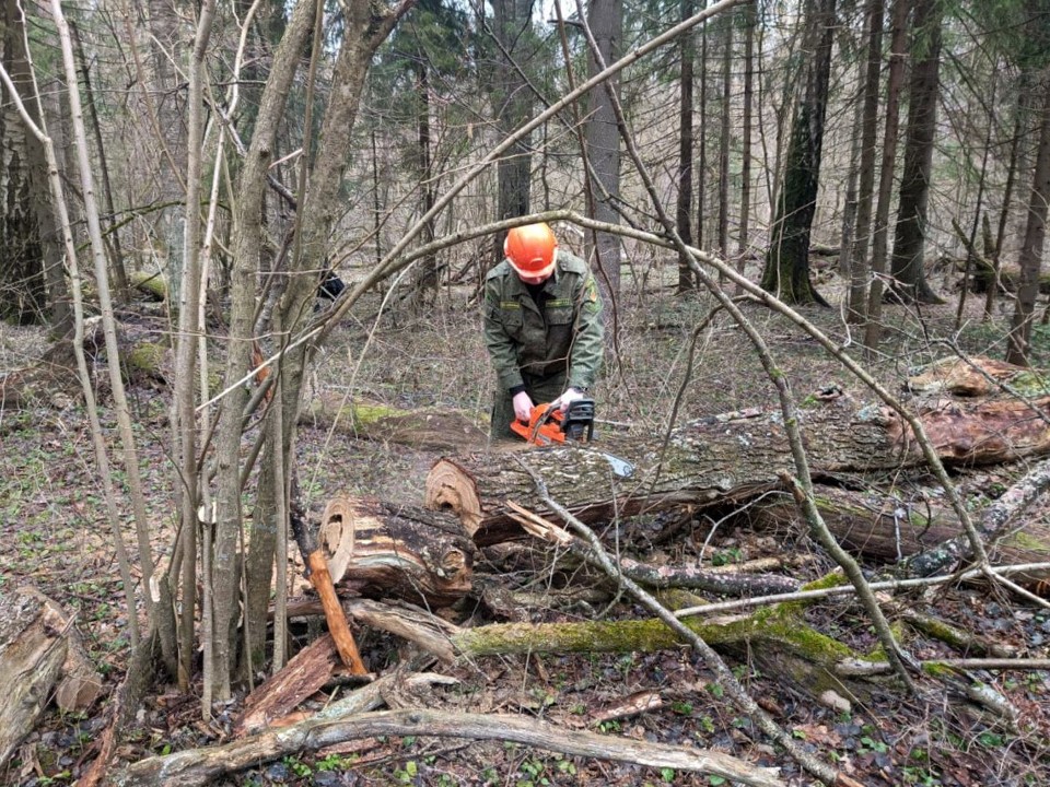 В лесах Орехово-Зуевского округа проведут выборочную санитарную рубку
