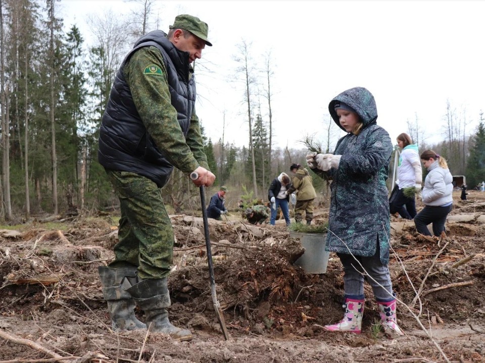 Лесничие начали высаживать лес в локациях, пострадавших от «Эдгара»