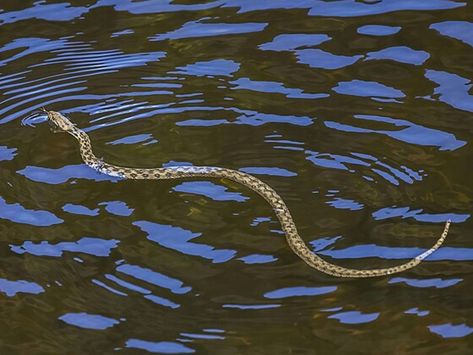 Ужи выбирают для отдыха парк «Елочки»
