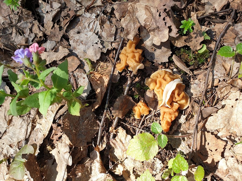 Какие грибы корзинками выносят из лесов Пушкинского округа в конце апреля