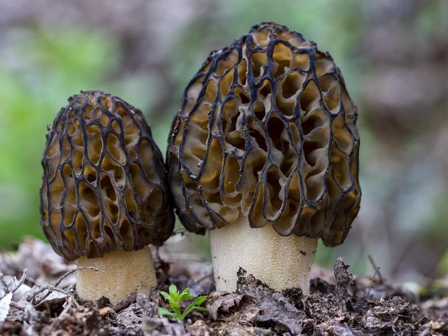 Грибникам дали советы по сбору «растительного мяса»