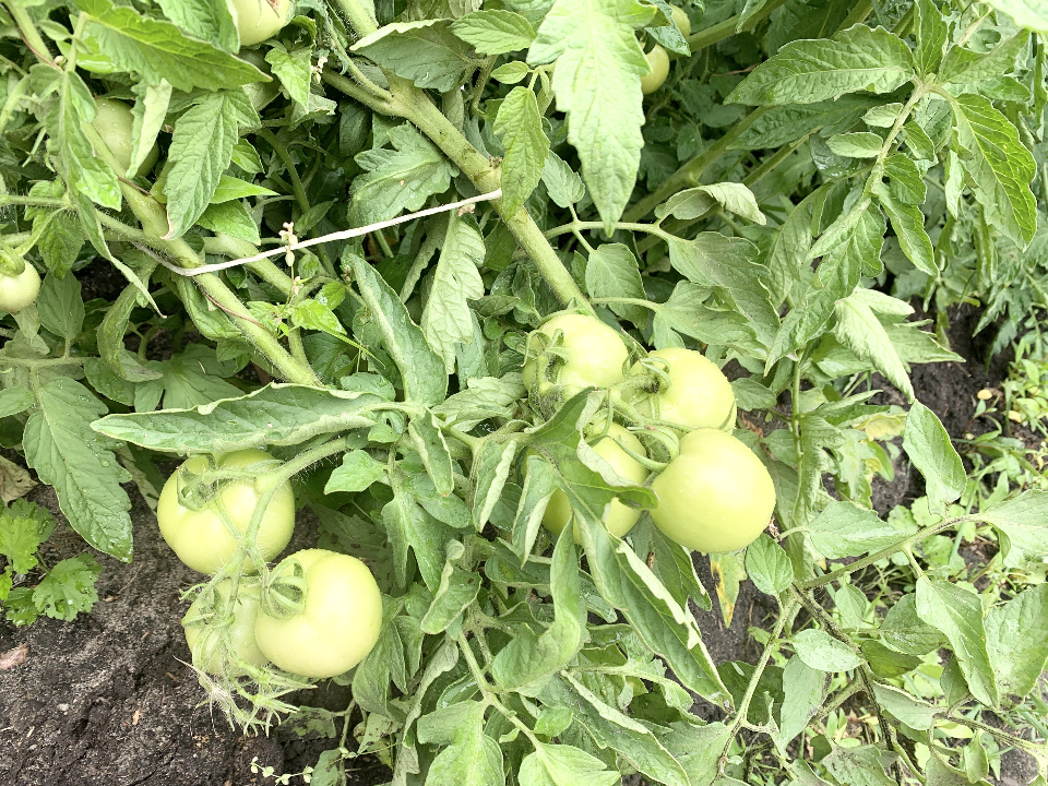 В Успенском Колоцком монастыре под Можайском похвастались урожаем овощей и зелени