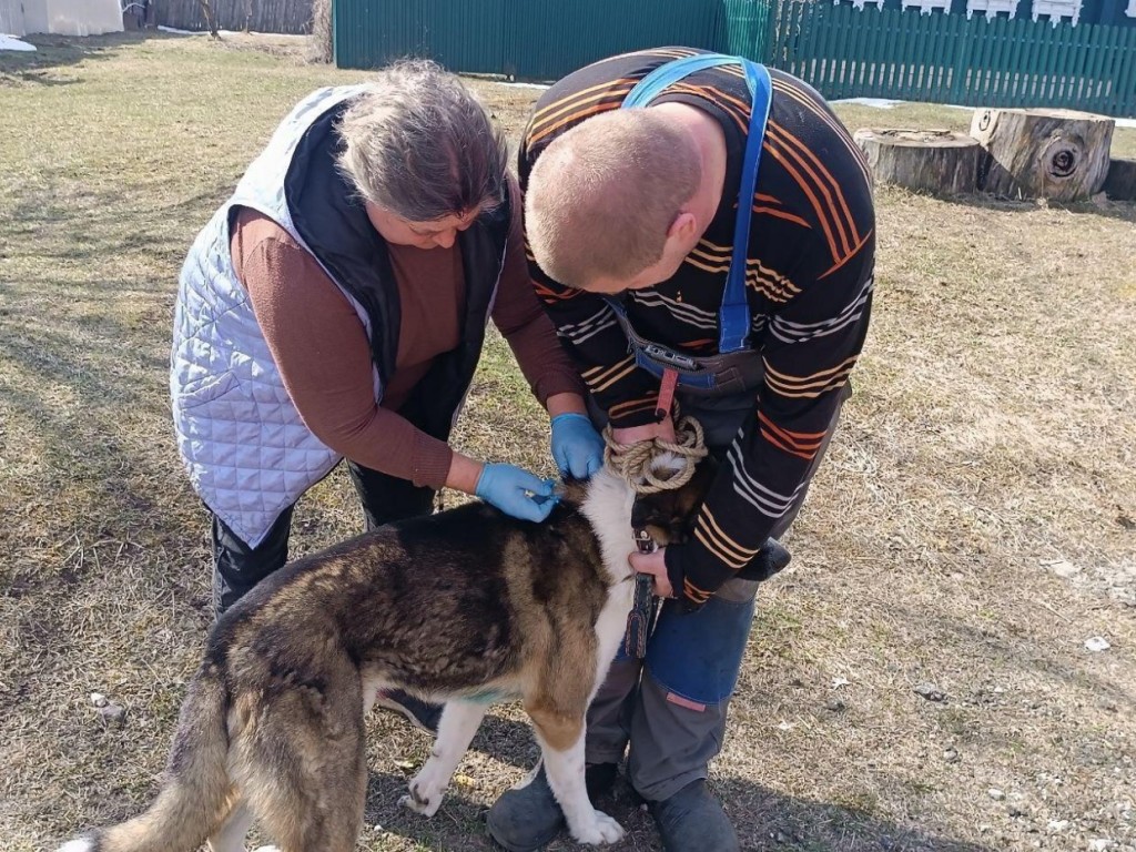 Егорьевцам рассказали, где можно сделать прививку собакам и кошкам