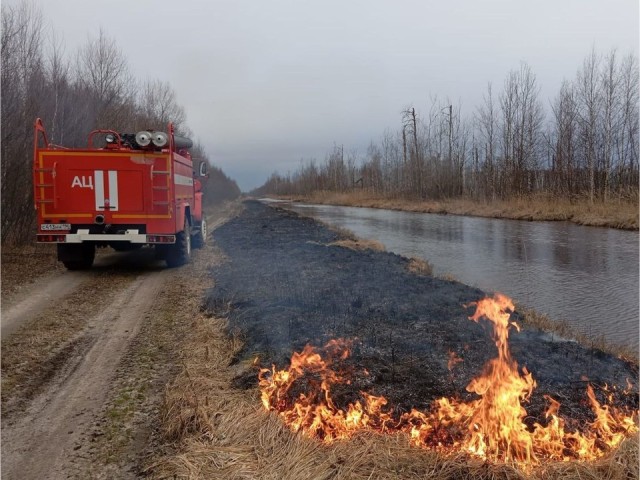 Пожарные за полчаса потушили горящий лес в Радовицком