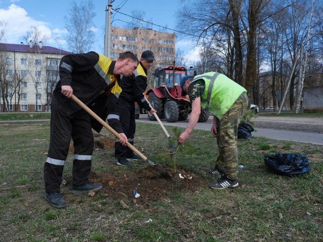 В Шаховской возле теннисного центра высадили более 60 сосен