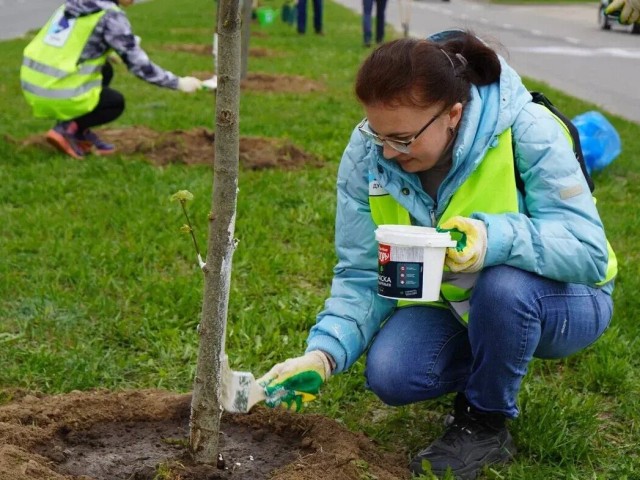 На празднике труда в ОЭЗ «Дубна» высадили аллею из лип и побелили более 500 деревьев
