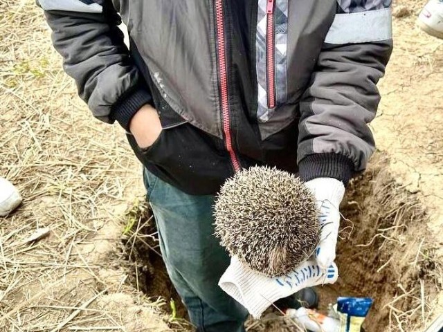 Домодедовцы спасли ежа во время субботника в Южном