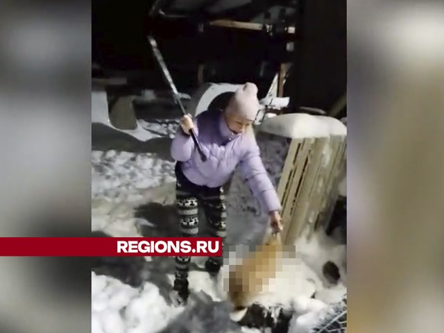 Резня на вечеринке: женщина из Подмосковья три минуты рубила голову кролика на камеру