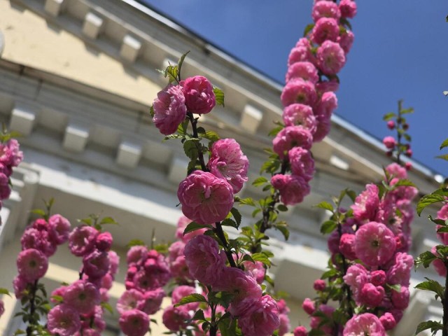Русская сакура расцвела в Коломне