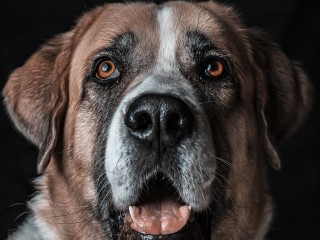 На ЦКАД под Домодедово найден сбитый алабай
