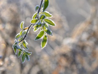 Шаховская стала самой холодной точкой Подмосковья минувшей ночью