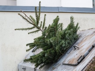 На улице Говорова выбросили на помойку новогоднюю елку в апреле
